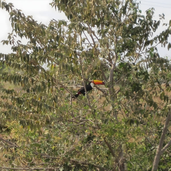 A colorful toucan perches on a leafy green branch in the Amazon Rainforest.