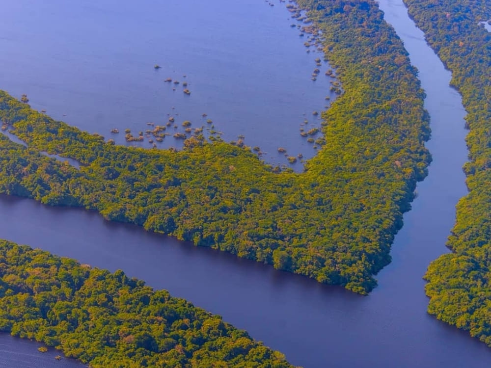 An aerial down-angle view reveals a dark blue river branching through a vibrant green, flooded forest.