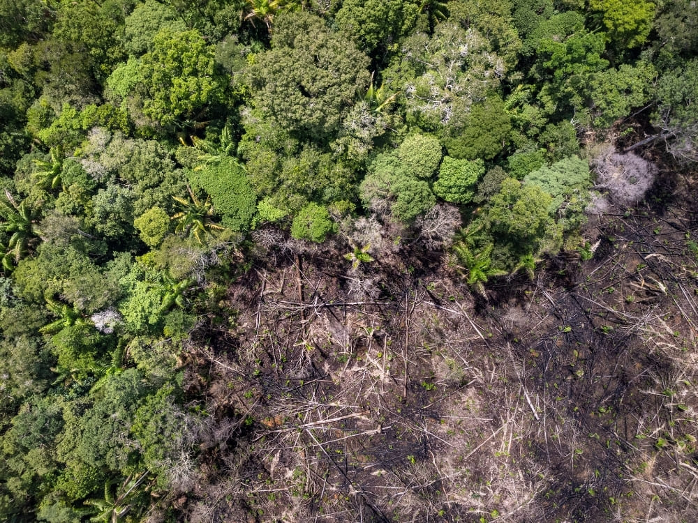 An aerial view shows a stark dividing line between a healthy, lush green forest and a completely burned, deforested area filled with charred trees.