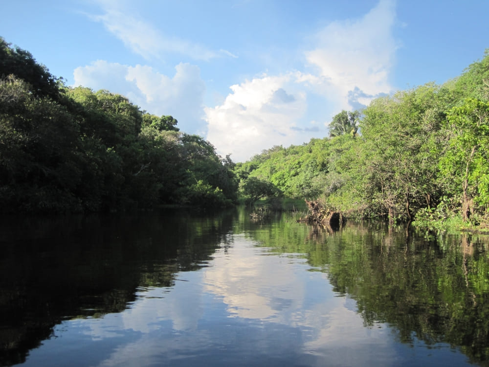 Calm river waters reflect the bright blue sky, surrounded by the dense green vegetation of the Amazon Rainforest during a boat tour.