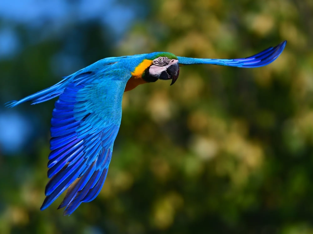 A vibrant blue and yellow macaw flies through the air with its wings spread wide against a blurred green forest background.
