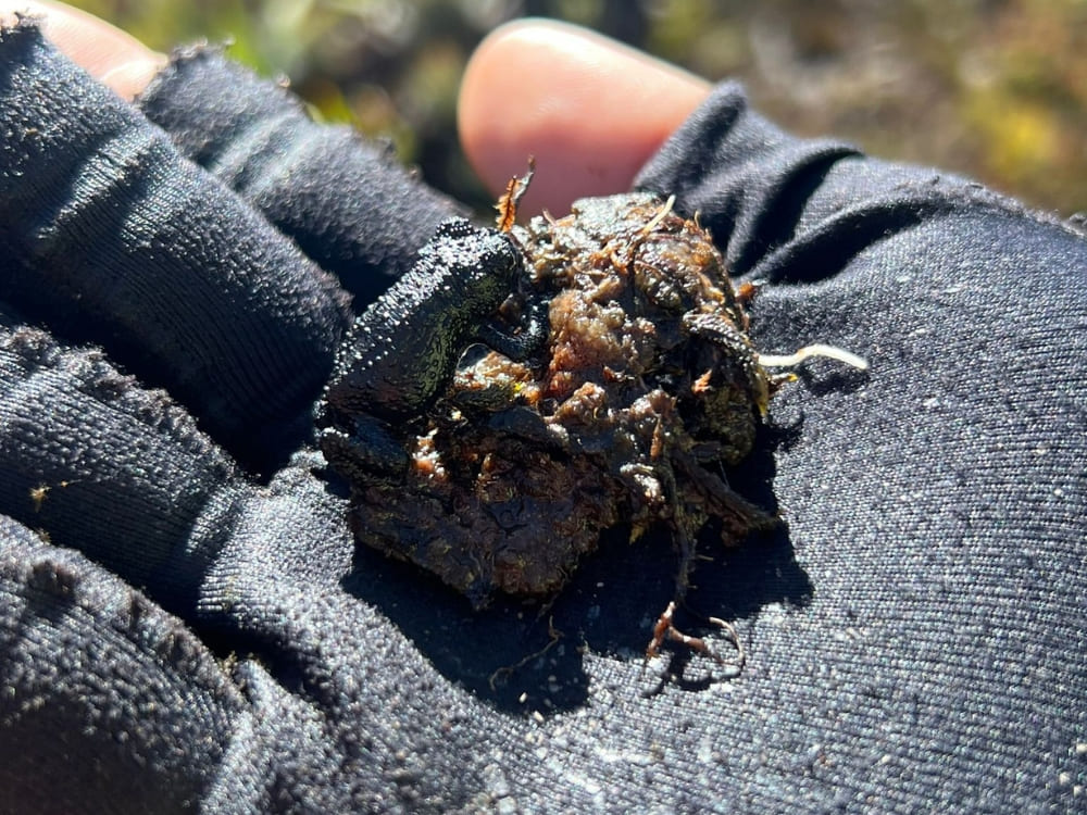  A tiny, thumbnail-sized endemic frog rests on a hiker's gloved hand in the Crystal Valley of Mount Roraima.