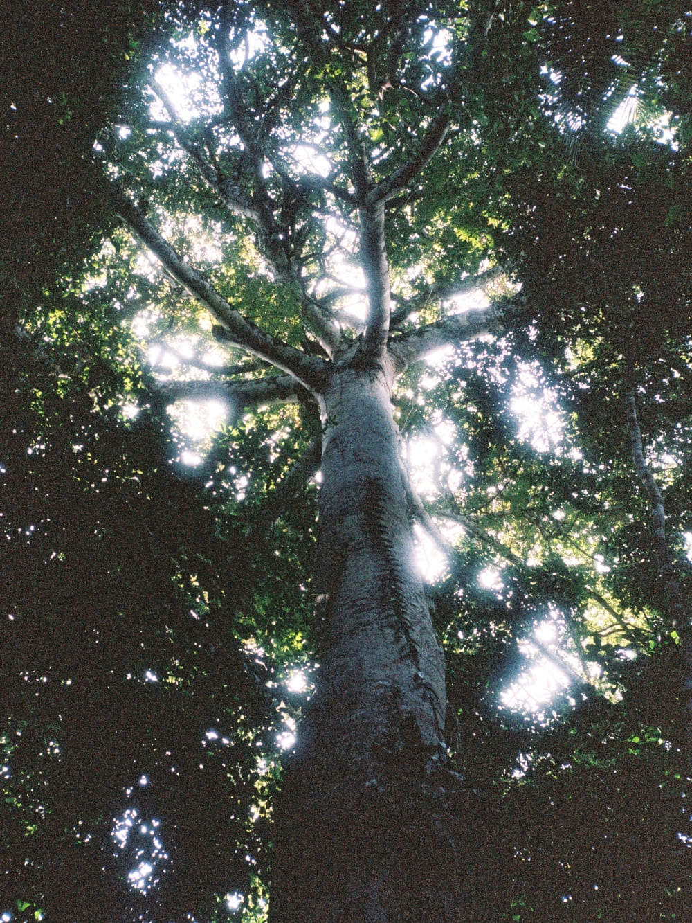 Zwei Frauen stehen am Fuß eines riesigen Amazonasbaumes und blicken hinauf zu dem imposanten Stamm und dem dichten grünen Blätterdach, das über ihnen aufragt.