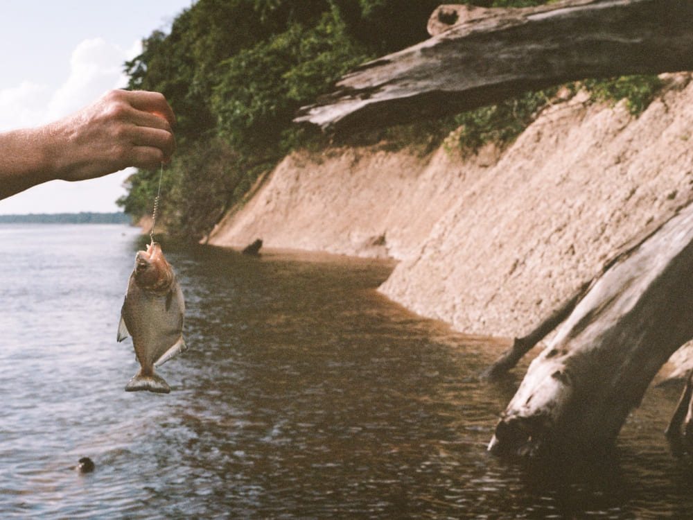 Eine Hand hält einen frisch gefangenen Fisch an einer Angelschnur über den dunklen Gewässern des Flusses, mit einer Sandbank und Baumstämmen im Hintergrund.