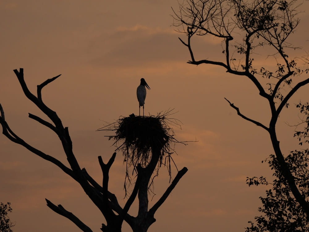 A large stork stands in its nest high in the bare branches of a tree, silhouetted against a deep orange sunset sky.