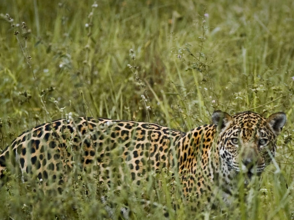 A spotted jaguar stands partially hidden in tall green grass, looking forward towards the viewer.