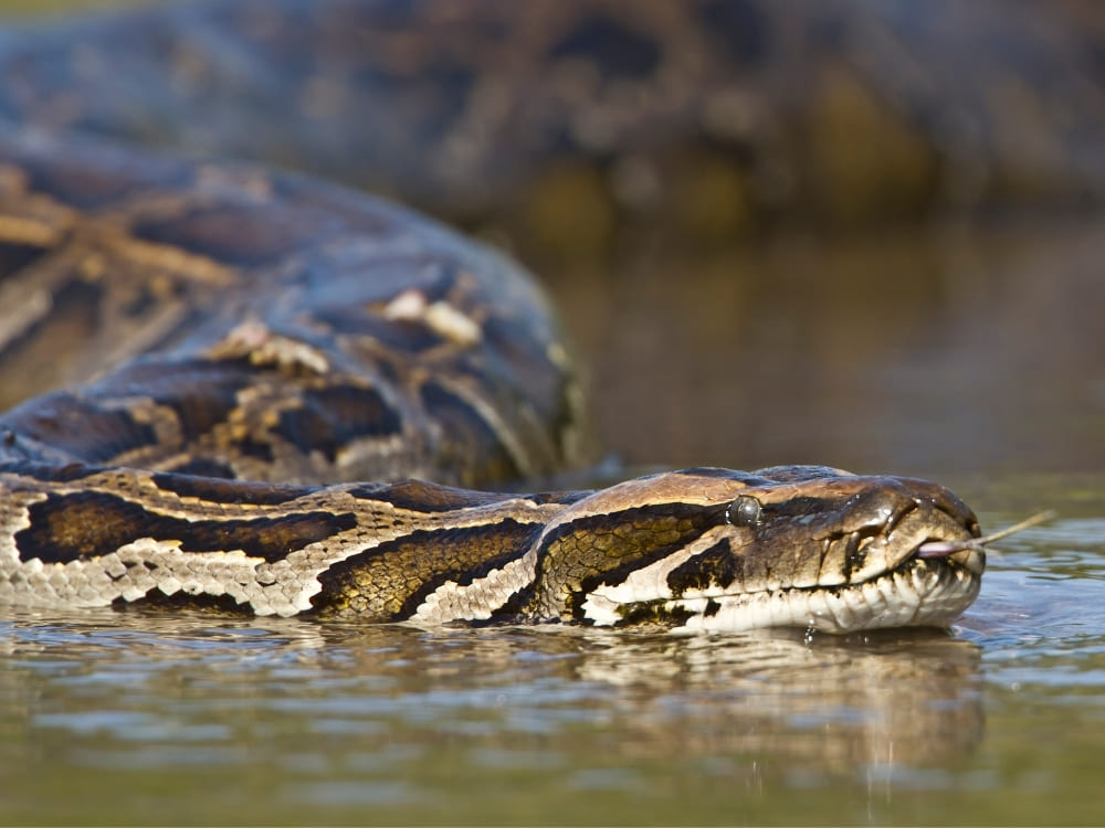 A large, patterned snake swims through murky water with its head above the surface and its thin tongue flicking out.
