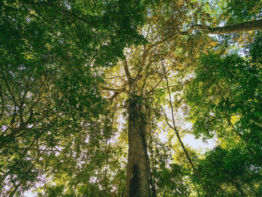 A view looking straight up a tall tree trunk into a dense, sunlit canopy of vibrant green leaves in a forest.