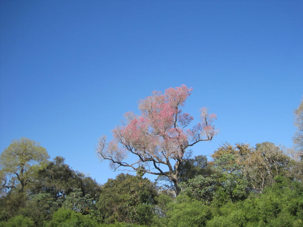A tall tree blooming with vibrant pink flowers stands out against a clear blue sky, highlighting the beautiful flora of the Brazilian wilderness.