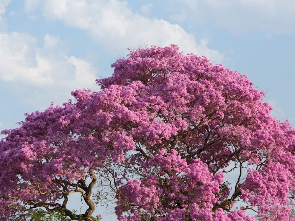 A large tree covered in vibrant pink blossoms stands against a light blue sky with scattered clouds.