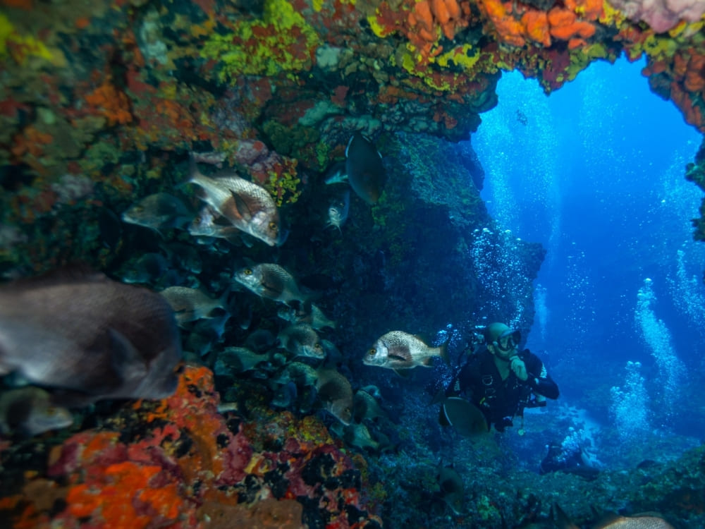 A scuba diver explores an underwater cave, surrounded by a school of fish and brightly colored coral reefs.