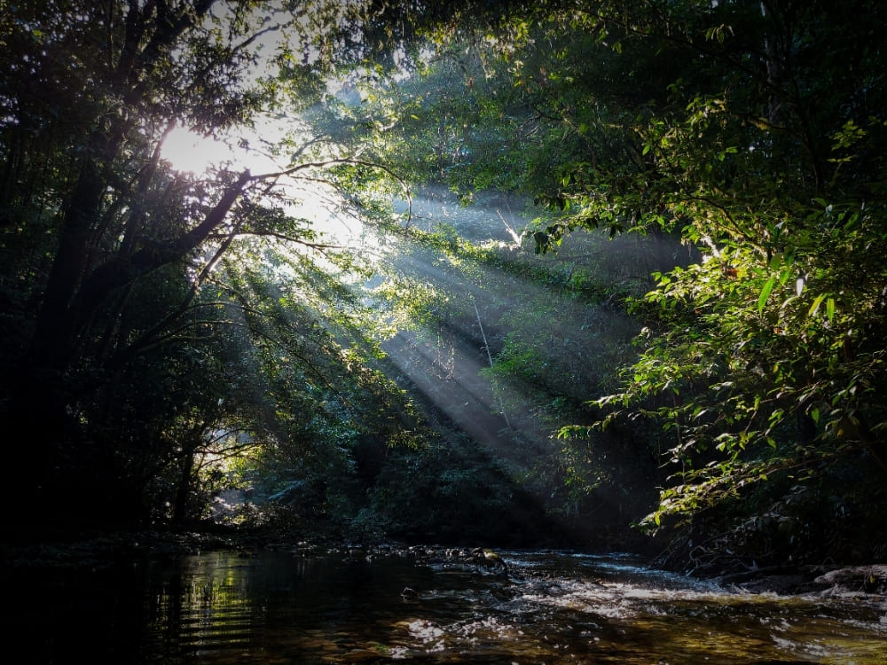 Bright sunlight streams through the dense canopy of a green forest, illuminating a shallow, rocky stream below.
