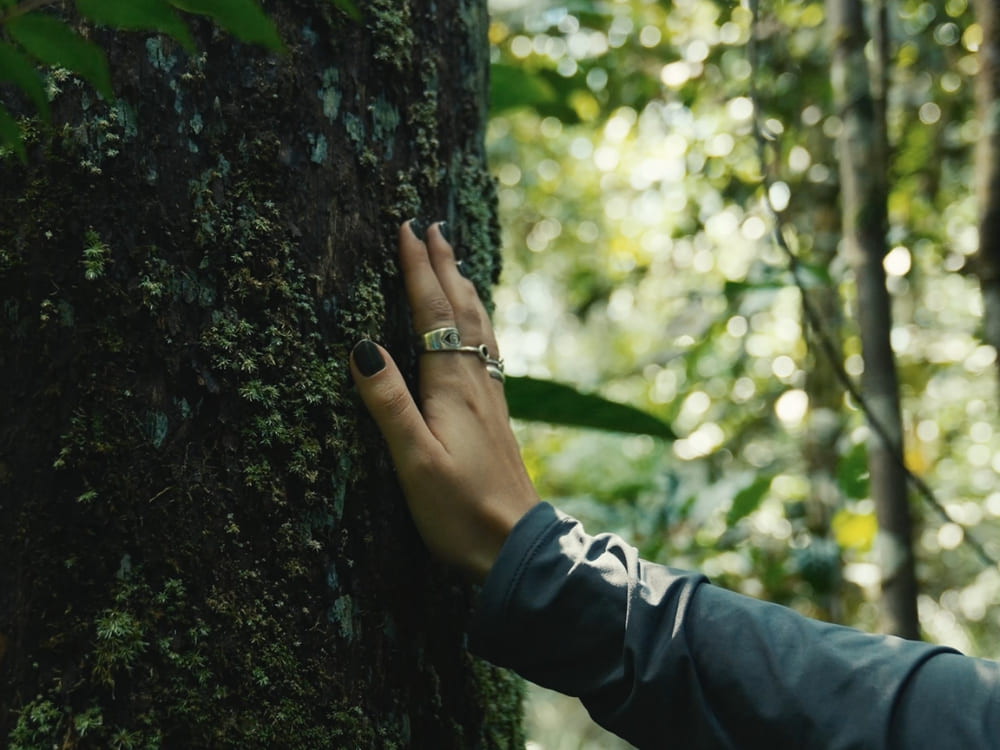 A person's hand gently touching the rough bark of a tree trunk in a lush forest, representing connection with nature and conservation projects in Brazil.
