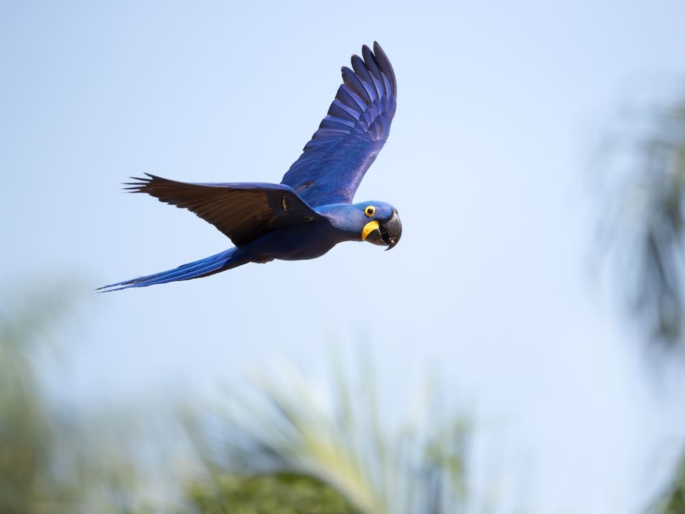 Uma arara-azul vibrante em pleno voo com as asas abertas contra um céu claro no bioma Pantanal.