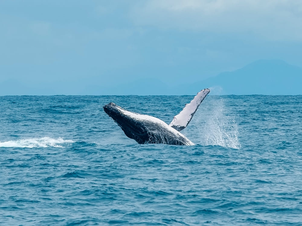 Uma grande baleia jubarte saltando na superfície do oceano com a nadadeira peitoral erguida contra um céu azul claro, mostrando a vida marinha na Bahia.