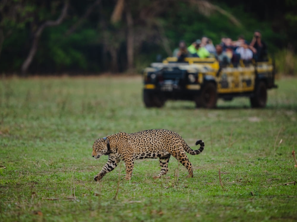 Uma onça-pintada caminhando por uma planície gramada no Pantanal enquanto um grupo de turistas observa de um veículo de safári amarelo como parte do Projeto Onçafari.