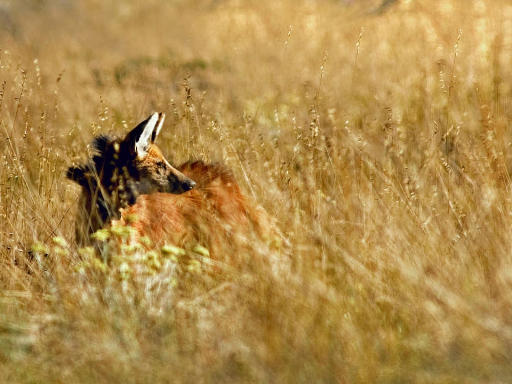 Um lobo-guará com sua distinta pelagem marrom-avermelhada parcialmente escondido enquanto está em pé na grama alta e seca no bioma Cerrado.