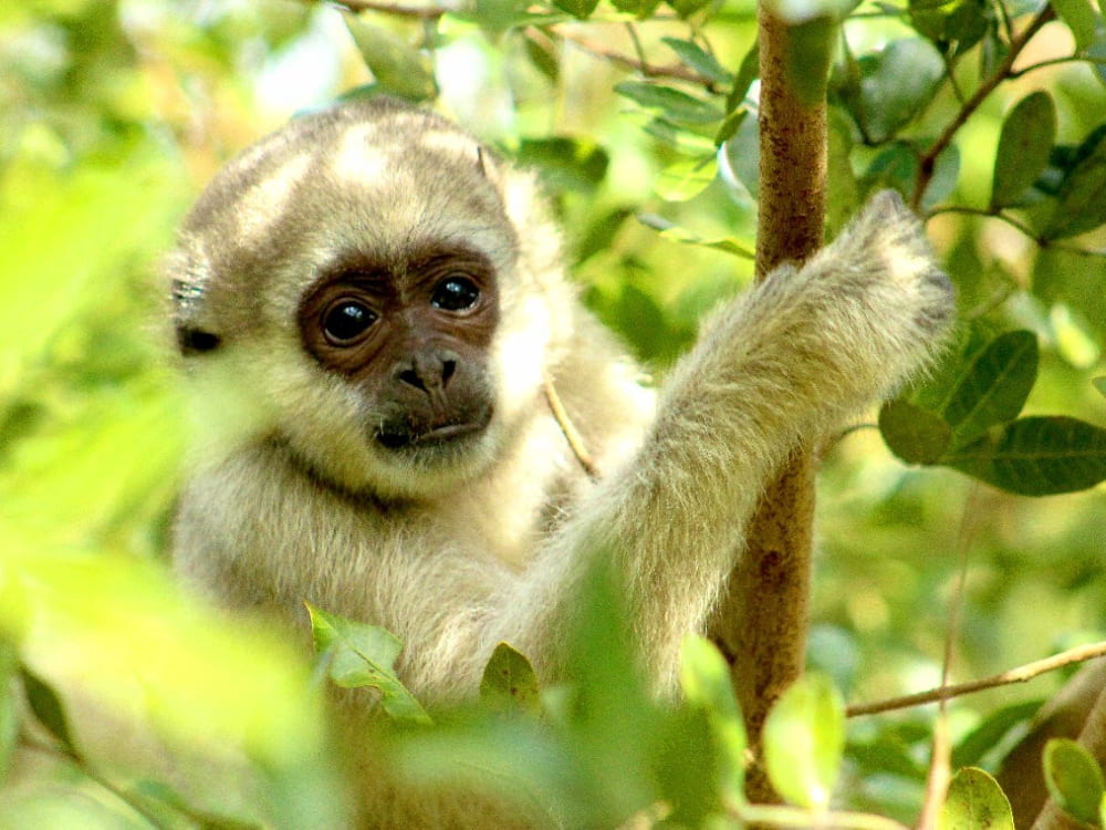 Um macaco muriqui-do-norte de pelo claro descansando entre os galhos verdes das árvores na Mata Atlântica, protegido pelo Projeto Ibiti em Minas Gerais.