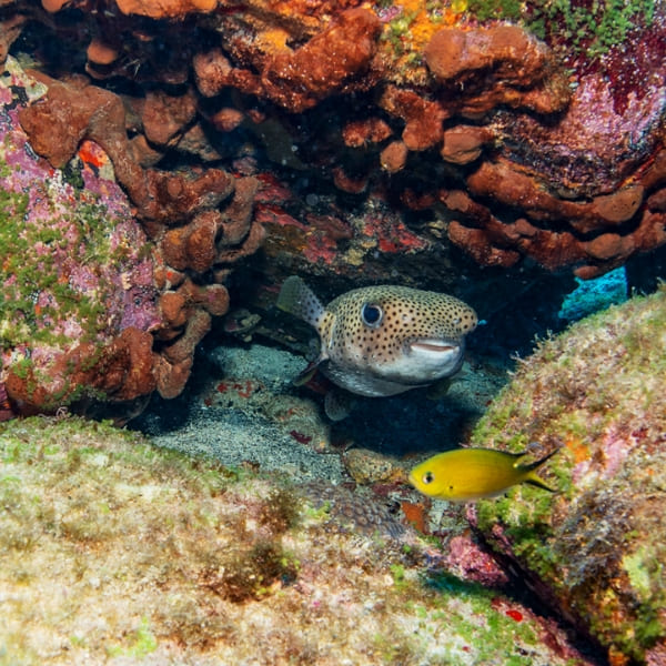A pufferfish looks out from a rocky crevice in a colorful reef, with a small yellow fish swimming in the foreground.