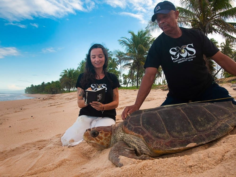 Dois pesquisadores em uma praia de areia medindo uma grande tartaruga marinha com uma fita métrica, destacando os esforços do Projeto Tamar para proteger a vida marinha.