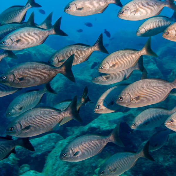 A school of silver fish with horizontal stripes swimming together through clear blue ocean water over a rocky seabed.