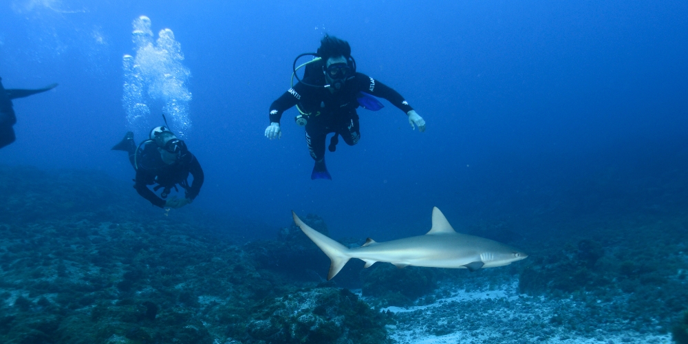 Two scuba divers exploring a rocky seabed while observing a reef shark swimming below them in the clear blue water.