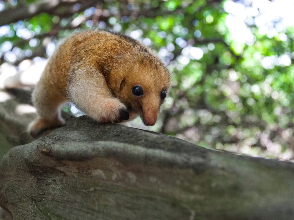 Um pequeno tamanduá-seda marrom-claro agarrado a um galho de árvore grosso com um fundo de floresta verde desfocado nos Lençóis Maranhenses.