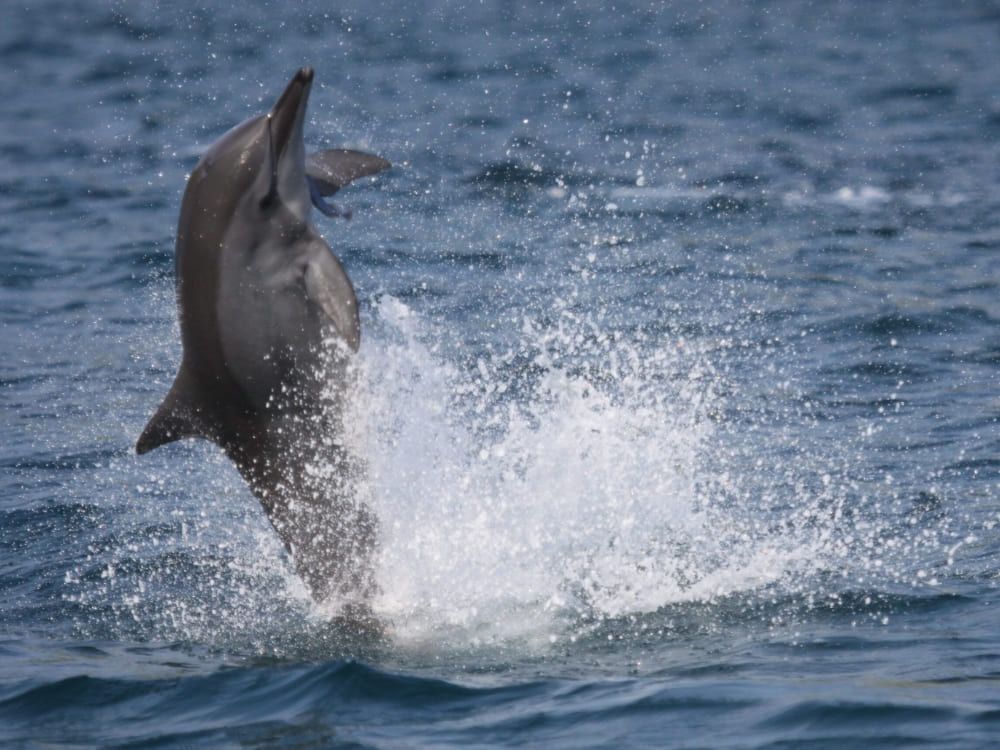 Um golfinho-rotador saltando alto para fora da água azul do oceano, espirrando água enquanto gira, protegido pelo Projeto Golfinho Rotador em Pernambuco.