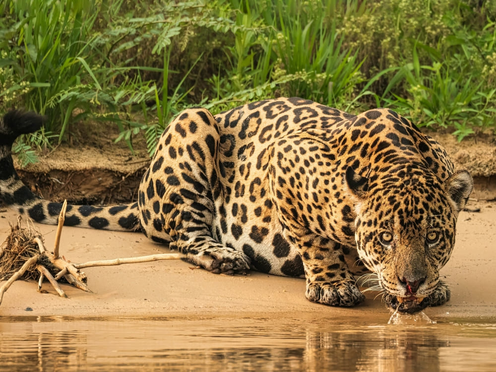 A spotted jaguar crouches on a sandy riverbank to drink water in the wild. A spotted jaguar crouches on a sandy riverbank to drink water in the wild.