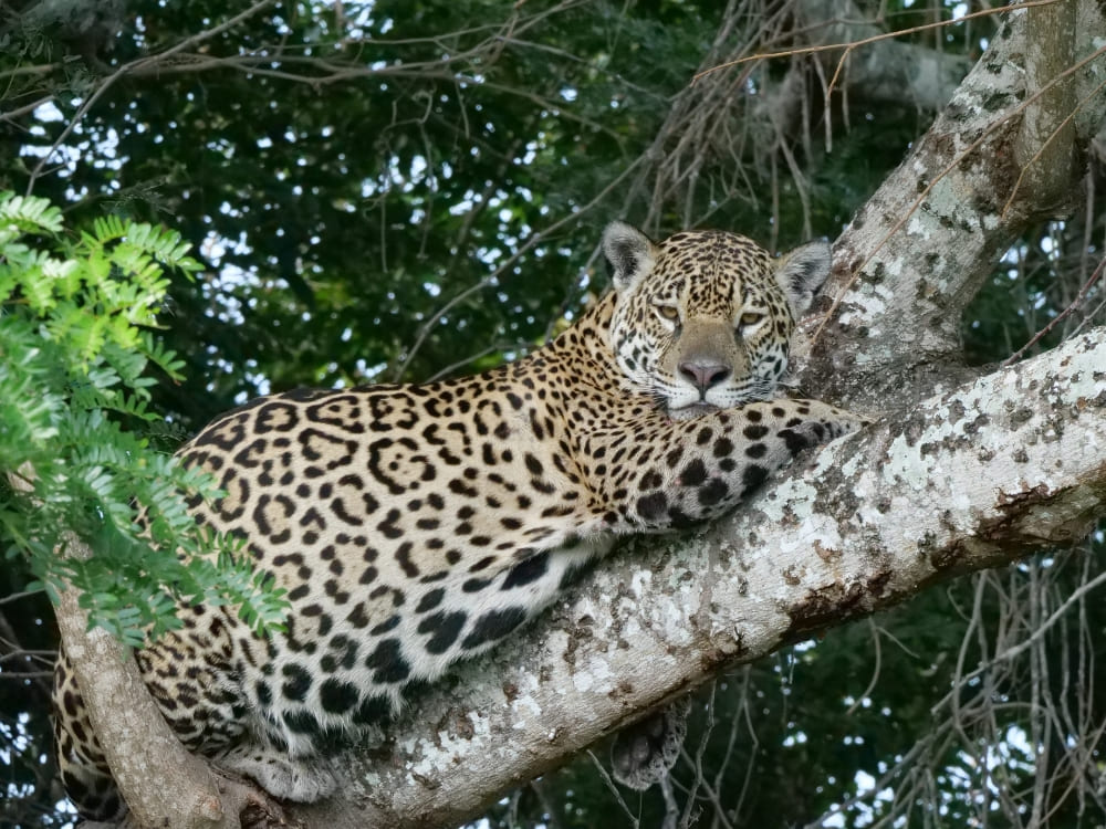 A large jaguar rests its head on its paws while lying on a tree branch, displaying its unique rosette coat pattern. A large jaguar rests its head on its paws while lying on a tree branch, displaying its unique rosette coat pattern.