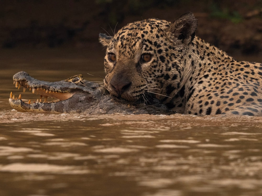 A powerful Pantanal jaguar swims in muddy water while holding a hunted caiman in its strong jaws. A powerful Pantanal jaguar swims in muddy water while holding a hunted caiman in its strong jaws.