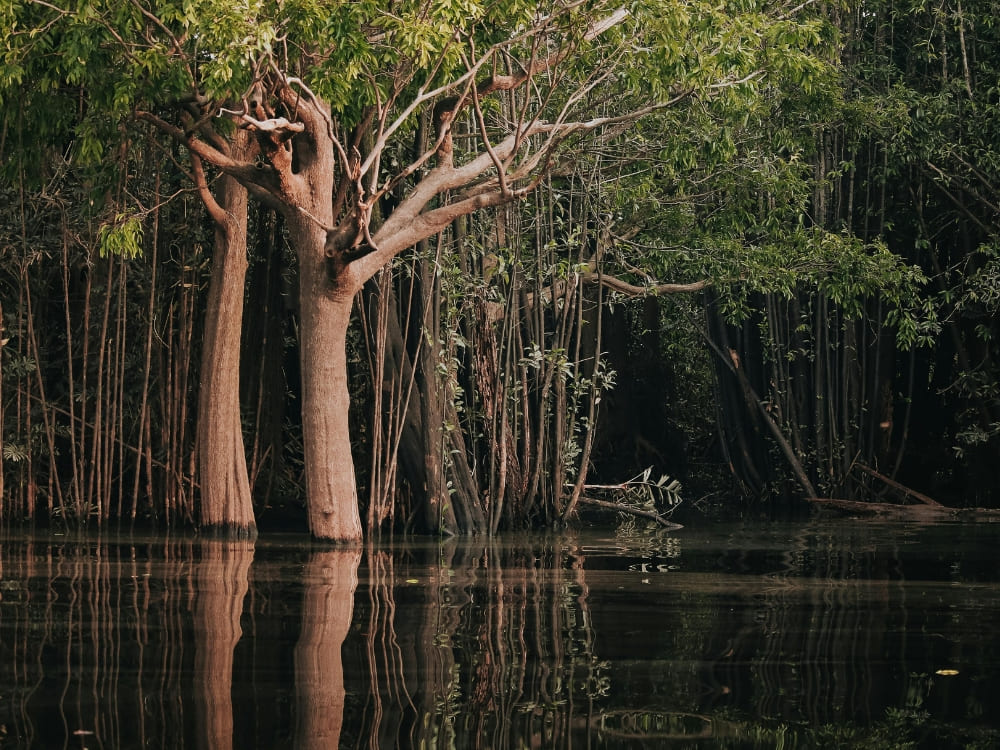 Trees with submerged trunks standing in the dark waters of an Amazon River flooded forest.