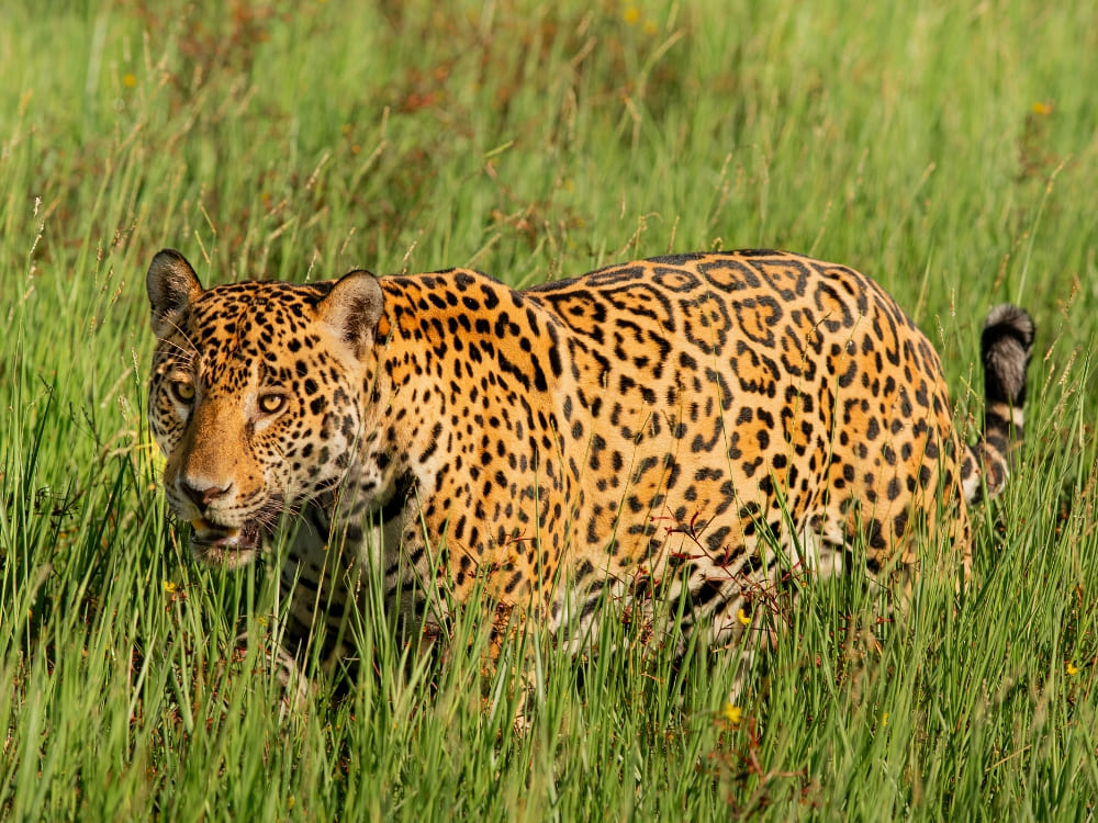 A spotted jaguar with gold-and-black fur walks stealthily through tall green grass. A spotted jaguar with gold-and-black fur walks stealthily through tall green grass.