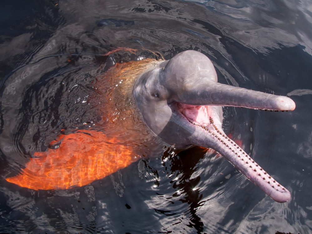 A pink river dolphin swimming with its head above the dark waters of the Amazon River.