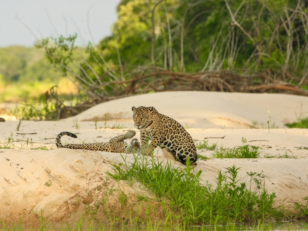Two jaguars sit together on a white sandbank surrounded by green vegetation during a Pantanal jaguar safari. Two jaguars sit together on a white sandbank surrounded by green vegetation during a Pantanal jaguar safari.