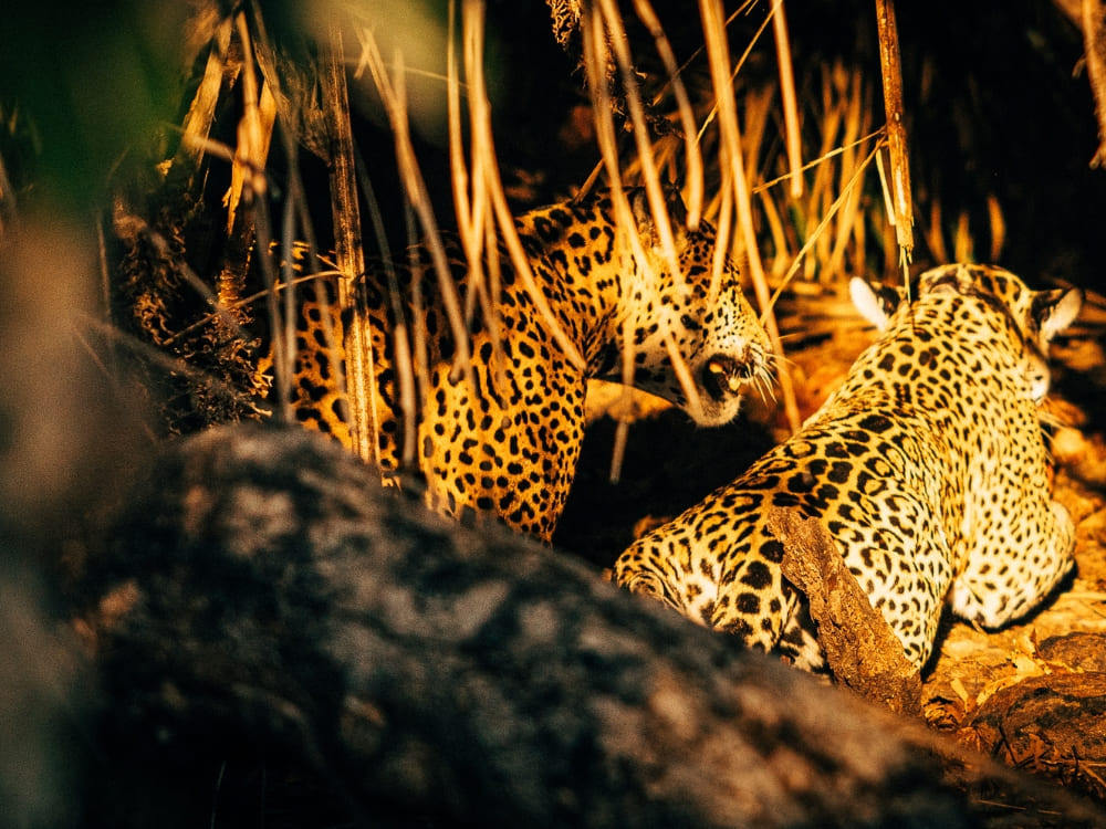 Two jaguars sit together in the dark, illuminated through dry brush and tree branches during a night viewing. Two jaguars sit together in the dark, illuminated through dry brush and tree branches during a night viewing.