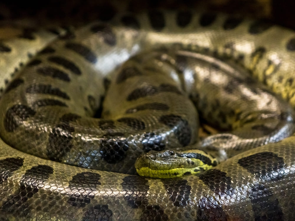 A large green anaconda coiled up resting in the Amazon Basin.