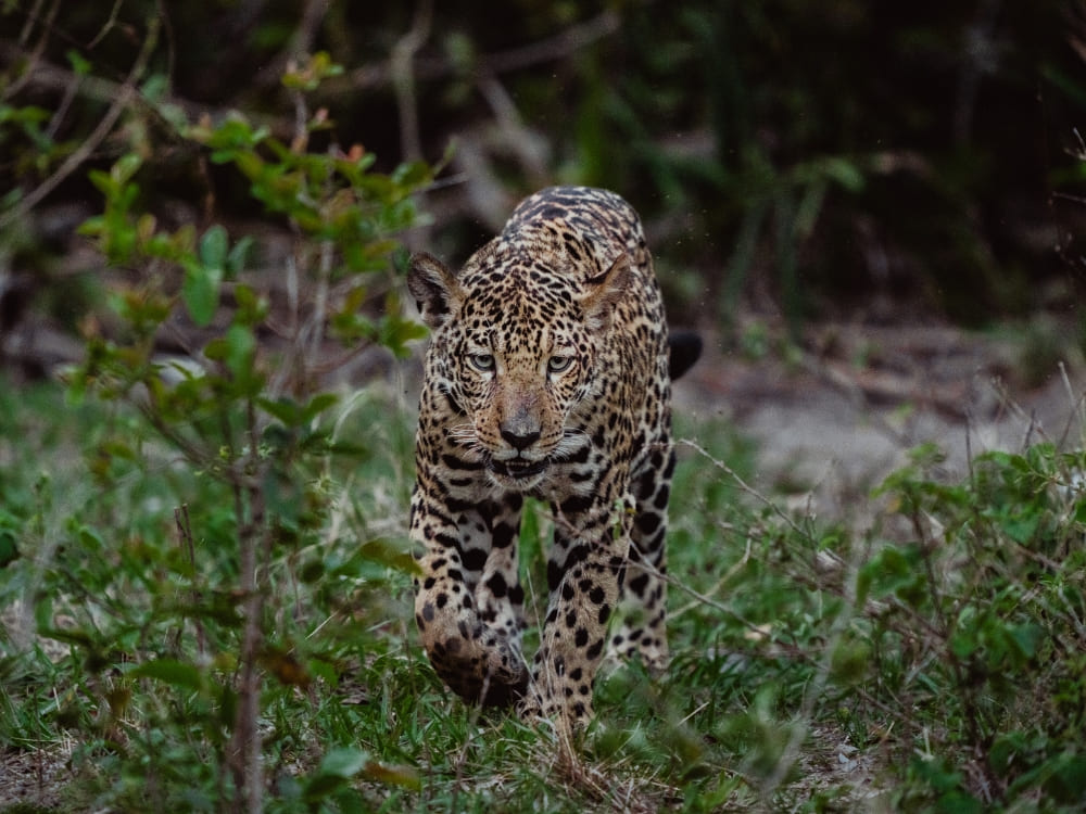 A muscular jaguar looks directly forward while walking through dense green shrubs and foliage. A muscular jaguar looks directly forward while walking through dense green shrubs and foliage.