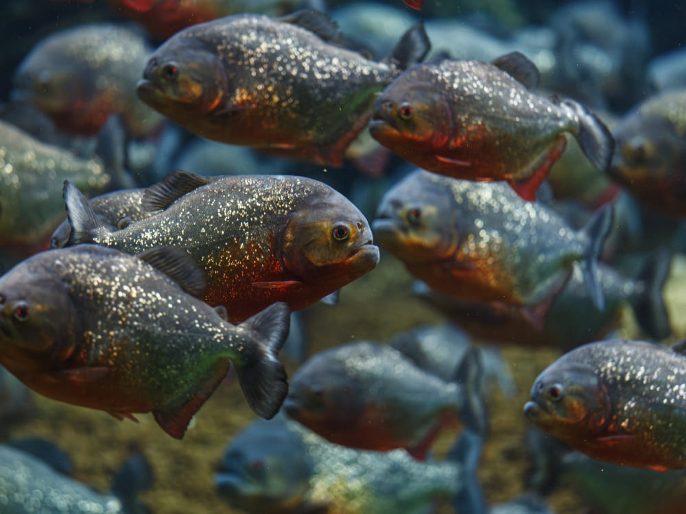 A school of red-bellied piranhas swimming underwater in the Amazon River.