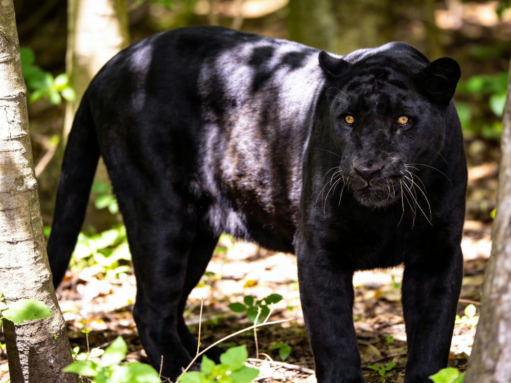 A melanistic jaguar with dark fur and visible ghost rosettes stands among trees in a forest environment. A melanistic jaguar with dark fur and visible ghost rosettes stands among trees in a forest environment.