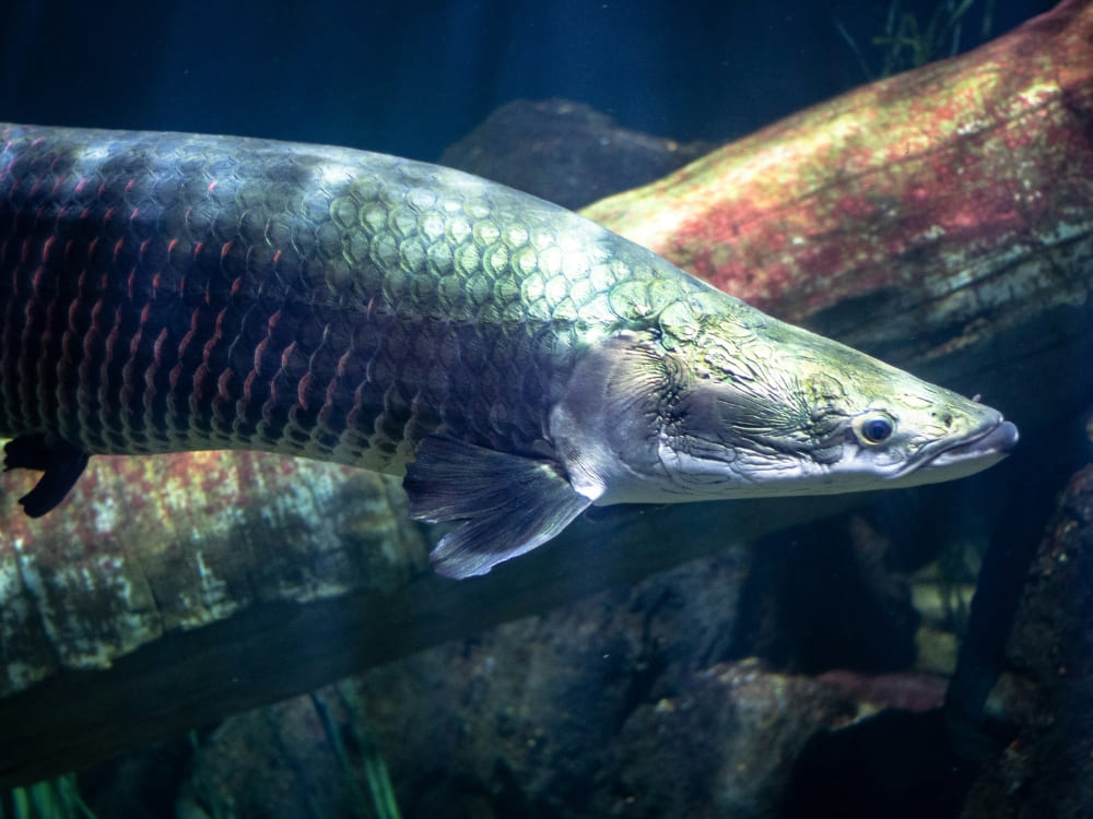 A large pirarucu fish swimming underwater in the Amazon region.