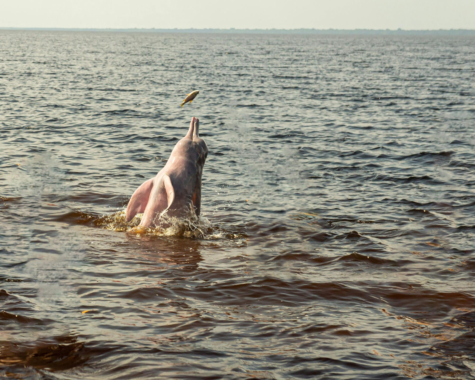 The Amazon River, Brazil: A Guide to the World’s Greatest River