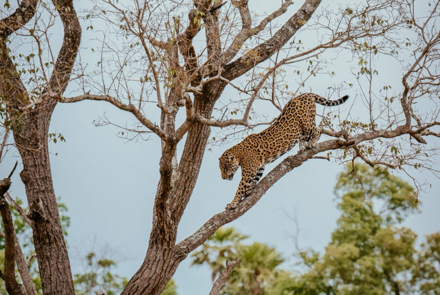 A spotted Pantanal jaguar climbs a thick tree branch against a light sky.