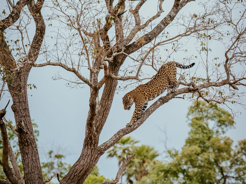 A spotted Pantanal jaguar climbs a thick tree branch against a light sky.